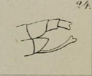 Réf. 300 601 : Malthininae inconnu